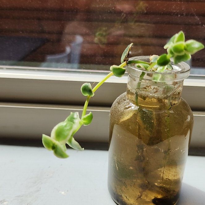 Photo of the plant species Million hearts by @BravePinkpoui named Mollie on Greg, the plant care app