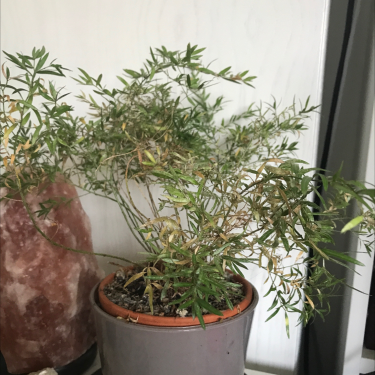Photo of the plant species Mule's Fat by @ColourfulOnion named plant 1 on Greg, the plant care app