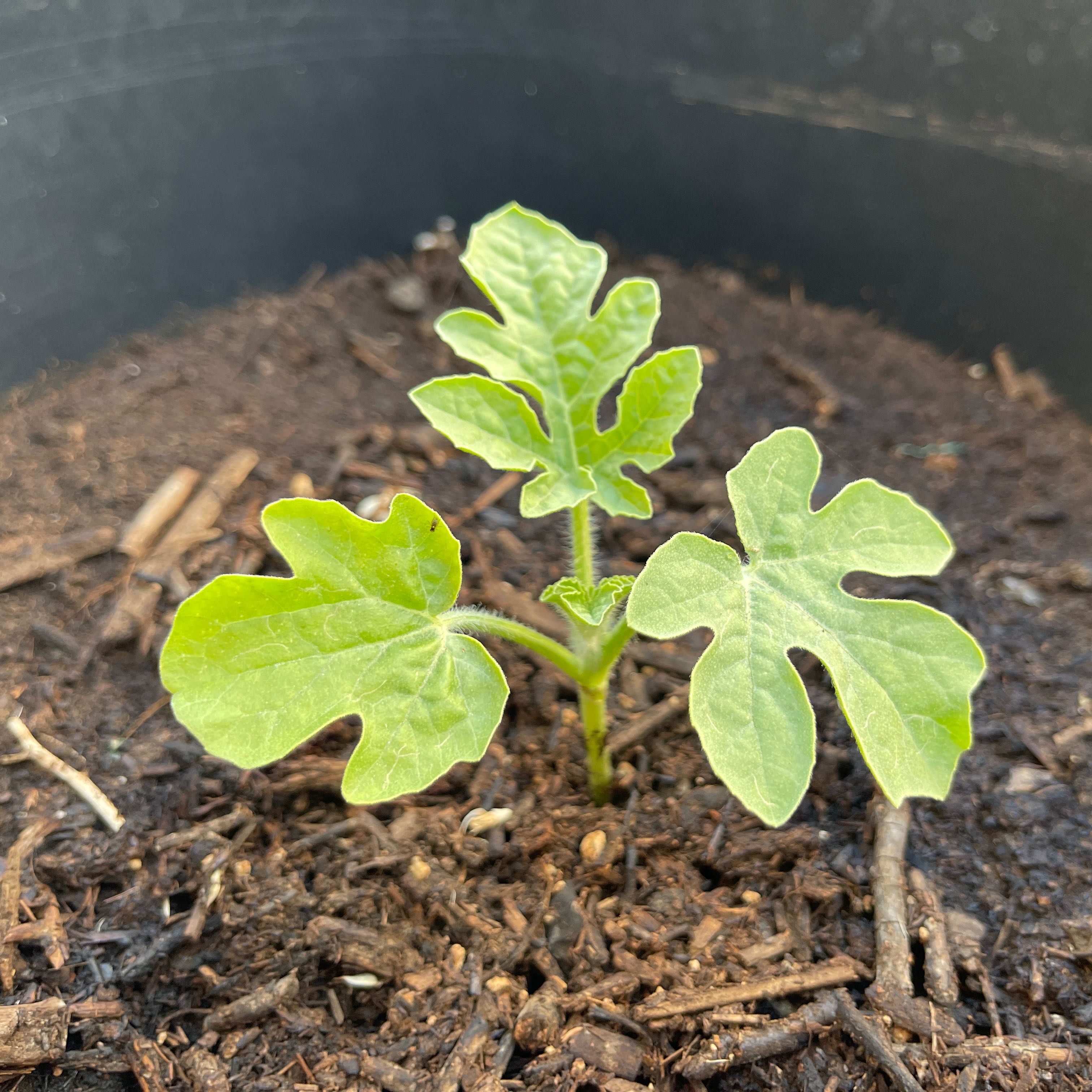 Young watermelon plant in a pot with healthy green leaves and visible soil.