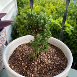 American Common Juniper plant