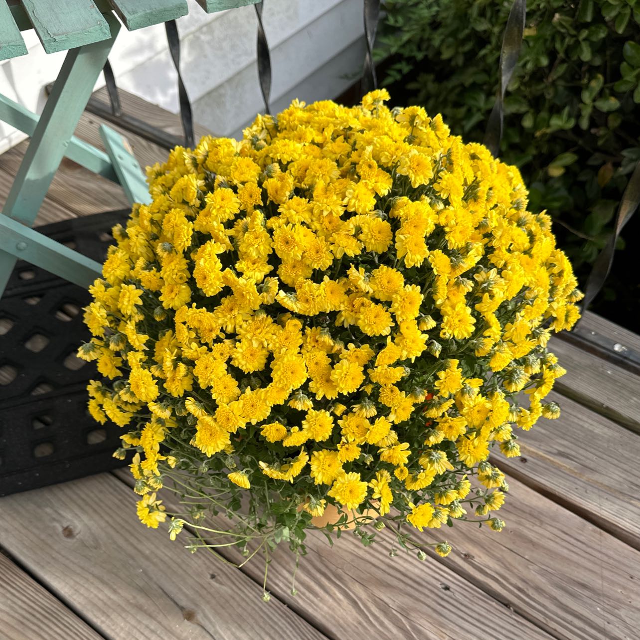 Chrysanthemum plant with abundant yellow flowers, well-framed and centered.