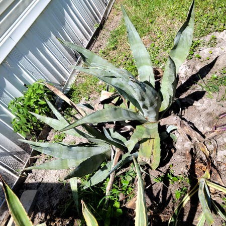 Photo of the plant species Agave Raksasa by Steamyfuchsia named Norma on Greg, the plant care app