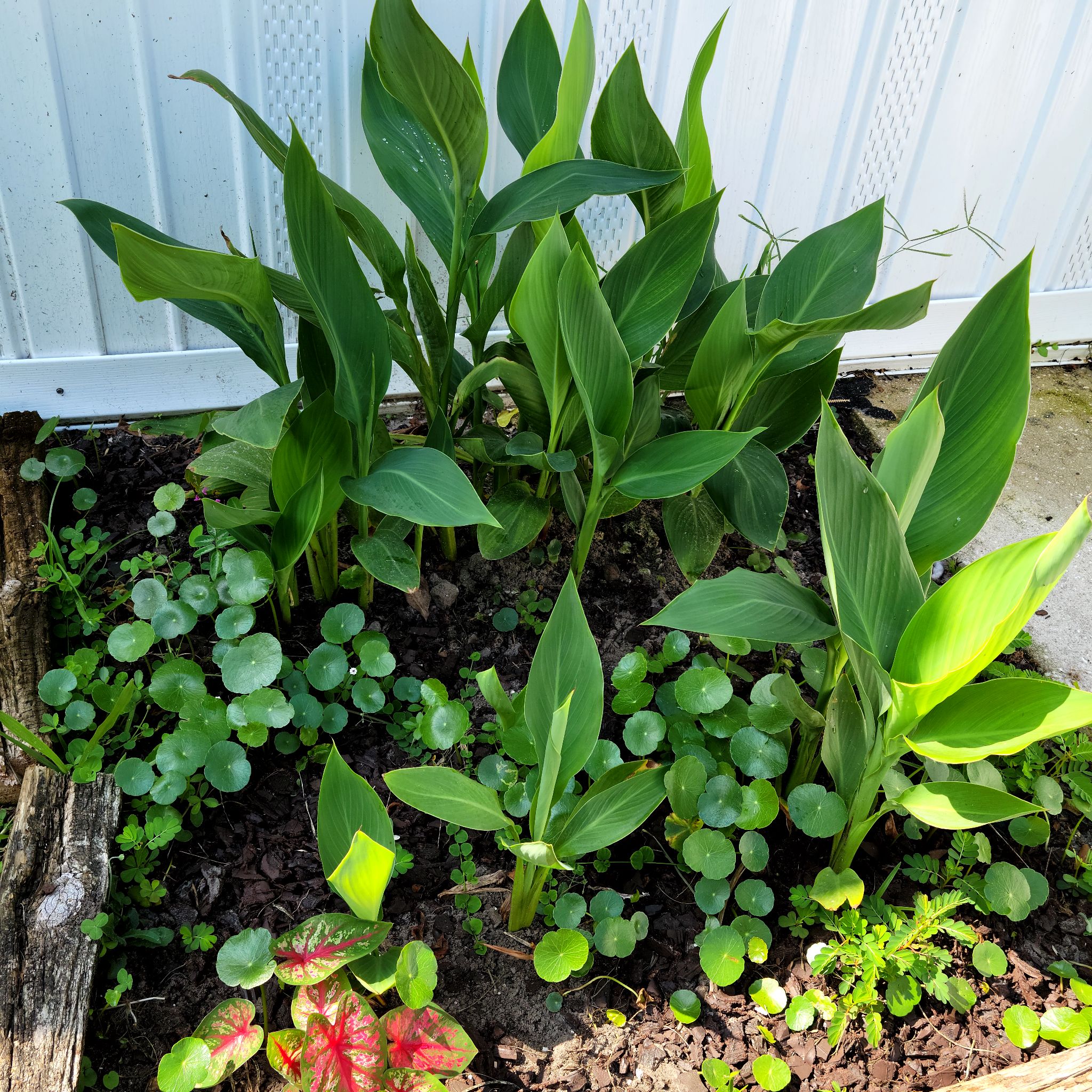 Photo of the plant species Canna Lily by @SteamyFuchsia named Bed 2 on Greg, the plant care app