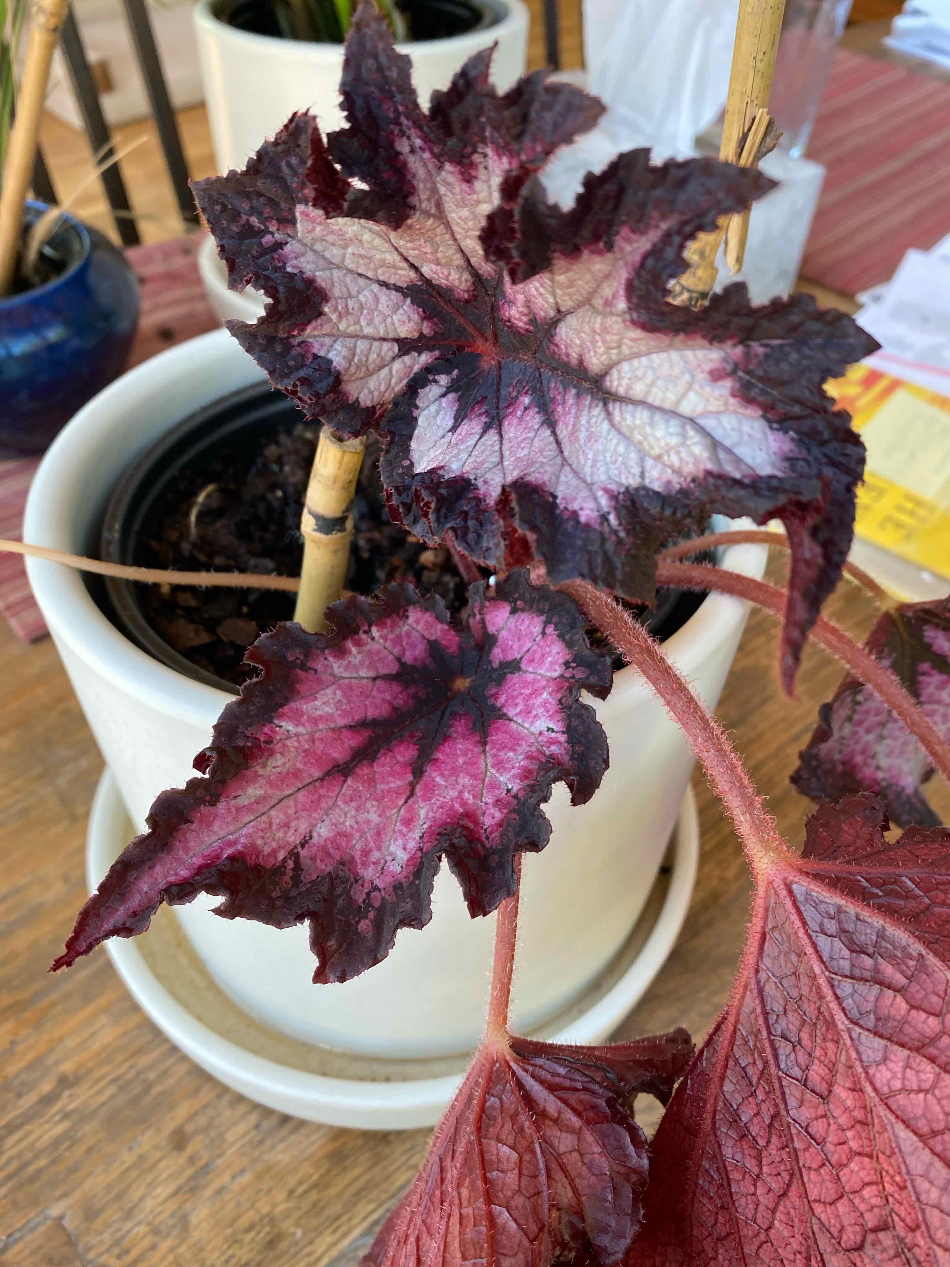 Photo of the plant species Begonia Jurassic Fire by @ScubaDianna named Athena on Greg, the plant care app