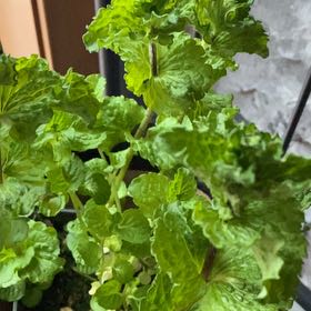 Photo of the plant species Curly Mint by @ScubaDianna named Remington on Greg, the plant care app