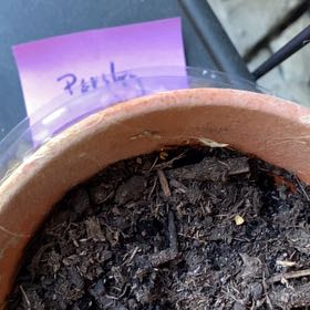 Photo of the plant species Italian Parsley by @ScubaDianna named Spike Leaves on Greg, the plant care app