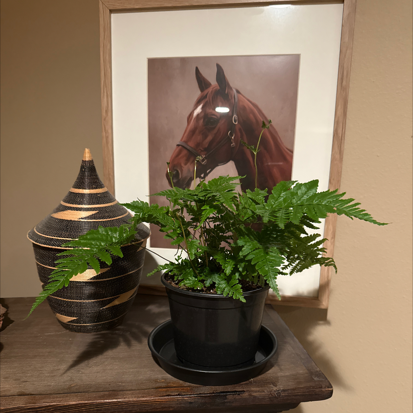 Photo of the plant species Autumn Fern by @Morgan3300 named Walt on Greg, the plant care app
