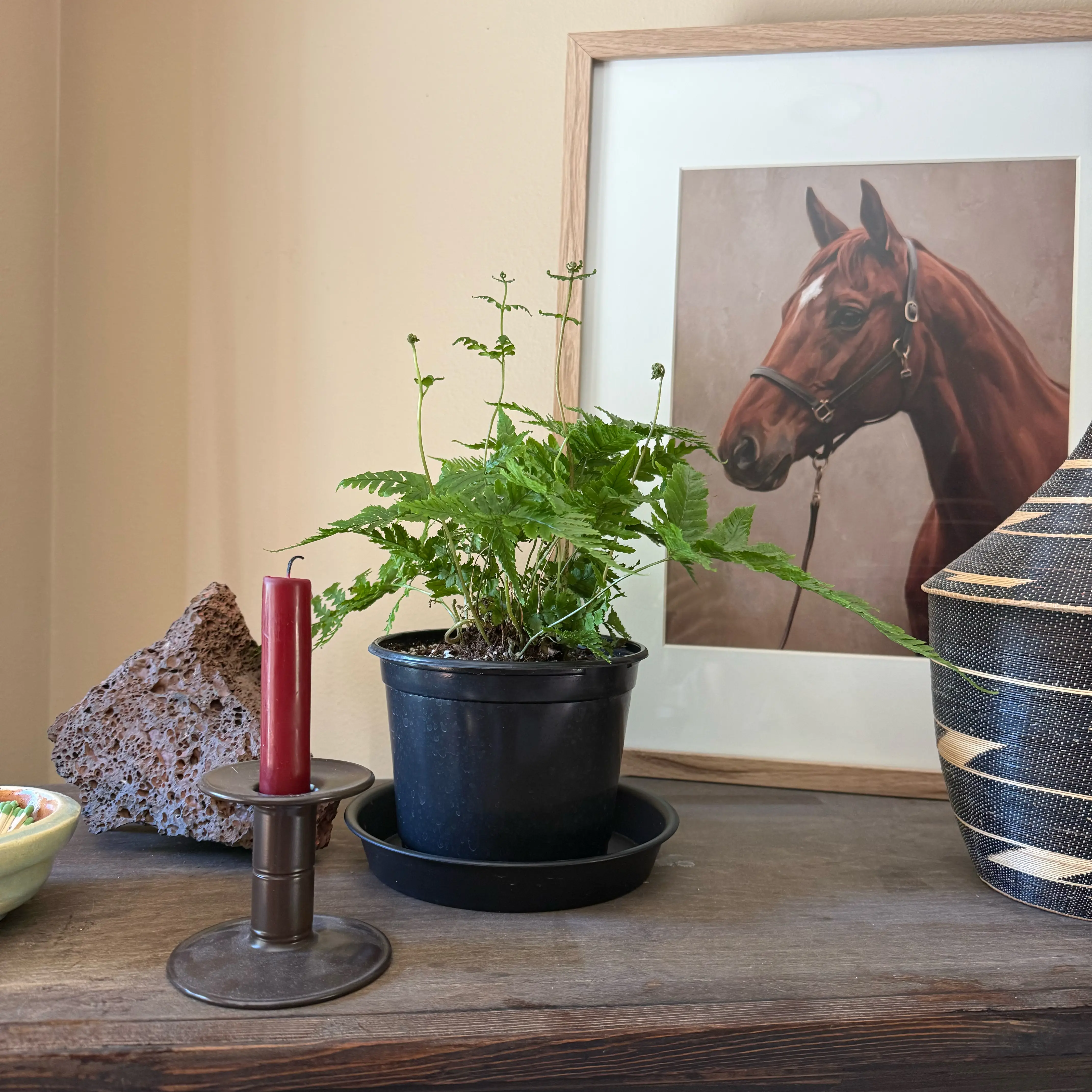 Photo of the plant species Autumn Fern by @Morgan3300 named Walt on Greg, the plant care app