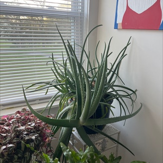 Aloe vera plant in Hackettstown, New Jersey
