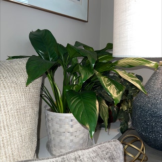 Peace Lily plant in Hackettstown, New Jersey