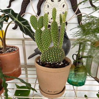Bunny Ears Cactus plant in Hackettstown, New Jersey