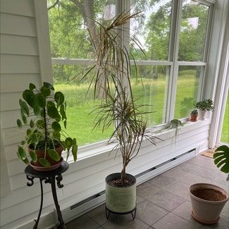 Dragon Tree plant in Hackettstown, New Jersey