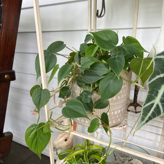 Heartleaf Philodendron plant in Hackettstown, New Jersey