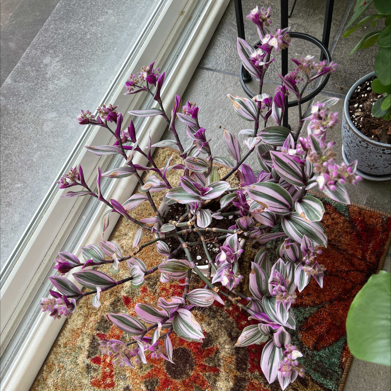 Small-Leaf Spiderwort plant photo by @Morgan3300 named Sally on Greg, the plant care app.