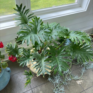 Split Leaf Philodendron plant in Hackettstown, New Jersey