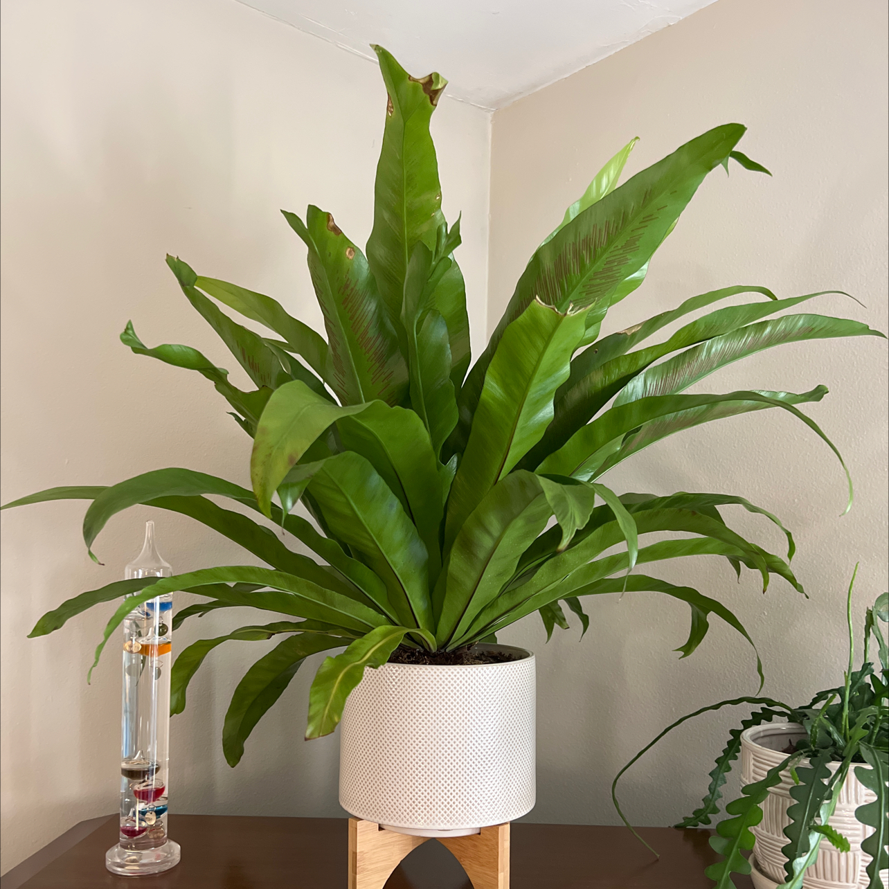 Bird's Nest Fern plant photo by @Morgan3300 named Sanders on Greg, the plant care app.