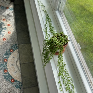 String of Pearls plant in Hackettstown, New Jersey