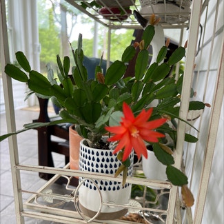 Easter Cactus plant in Hackettstown, New Jersey
