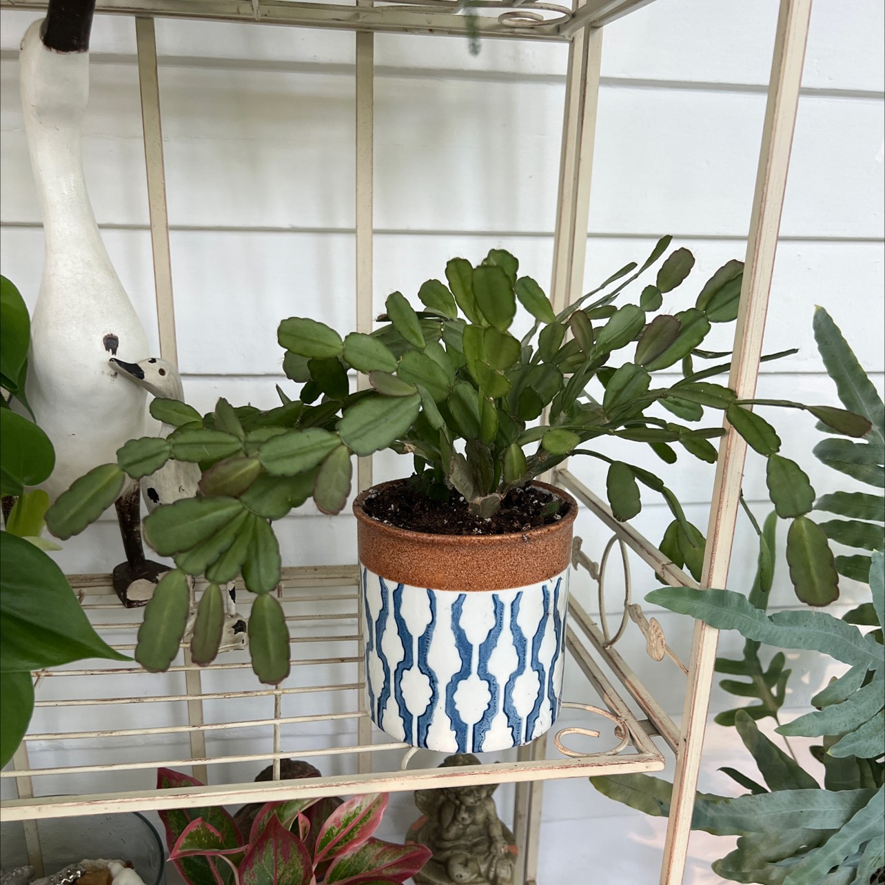 Easter Cactus plant photo by @Morgan3300 named Foxxy on Greg, the plant care app.