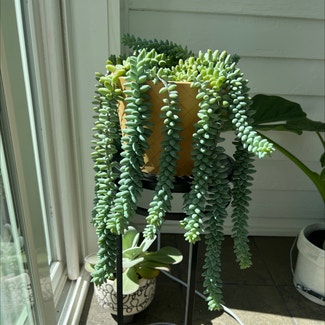 Burro's Tail plant in Hackettstown, New Jersey