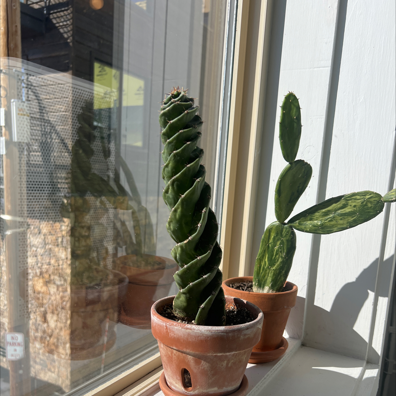 Spiral Cactus on a windowsill in a terracotta pot with another cactus in the background.