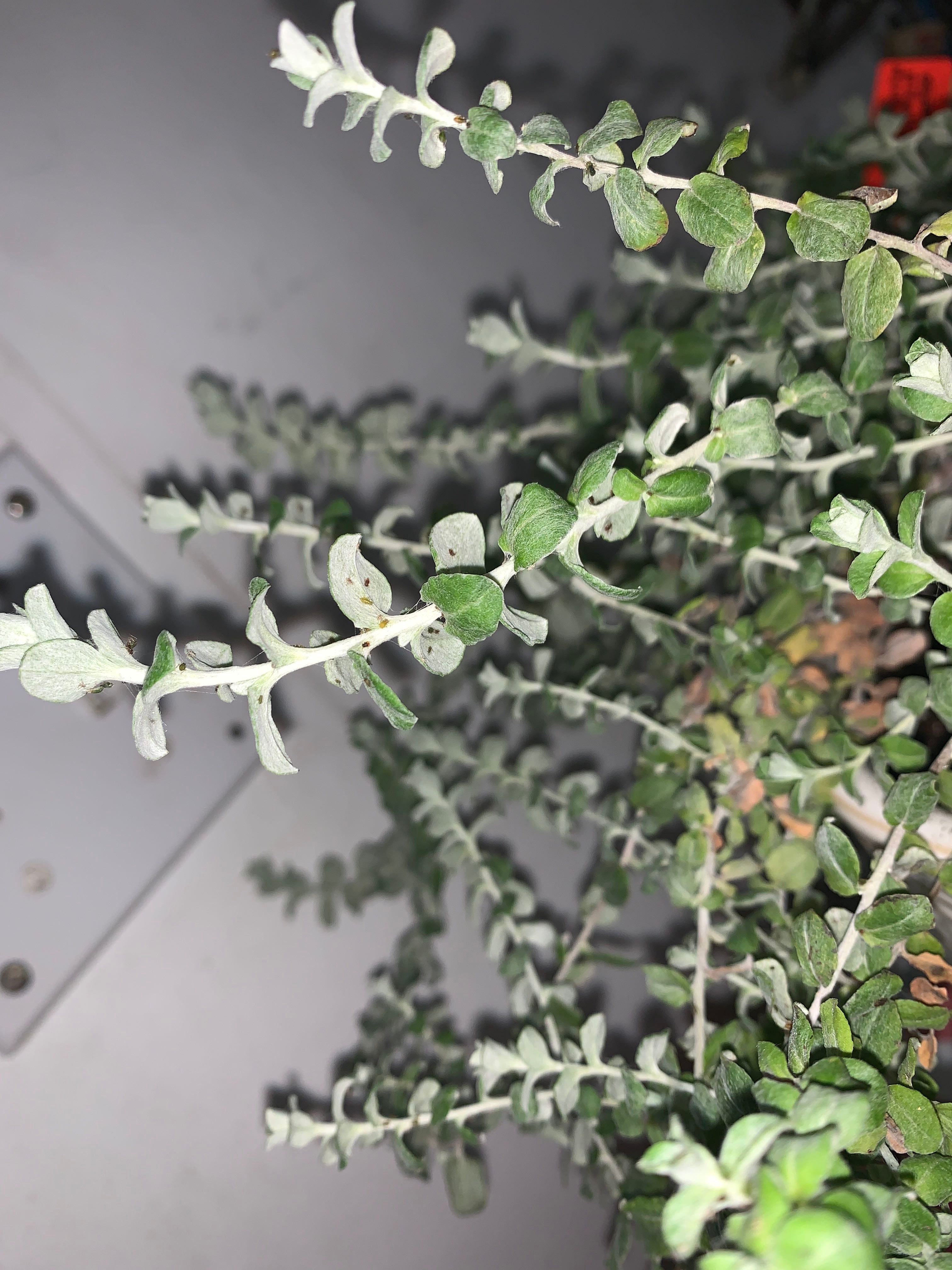 Licorice Plant Hardiness Zones Ultimate Guide 9a11b