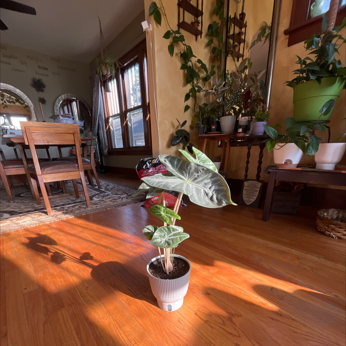 Photo of the plant species ivory coast by @DashingOtanthus named Remington on Greg, the plant care app