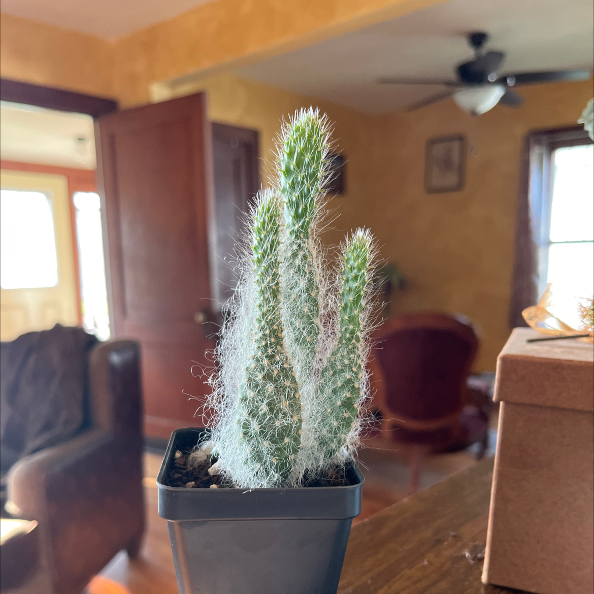 Photo of the plant species Snow White by @DashingOtanthus named Luna on Greg, the plant care app