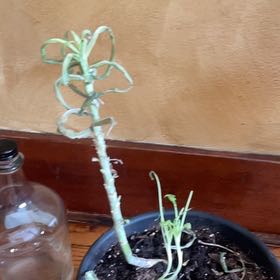 Photo of the plant species Giant Kale by @DashingOtanthus named Gaga on Greg, the plant care app