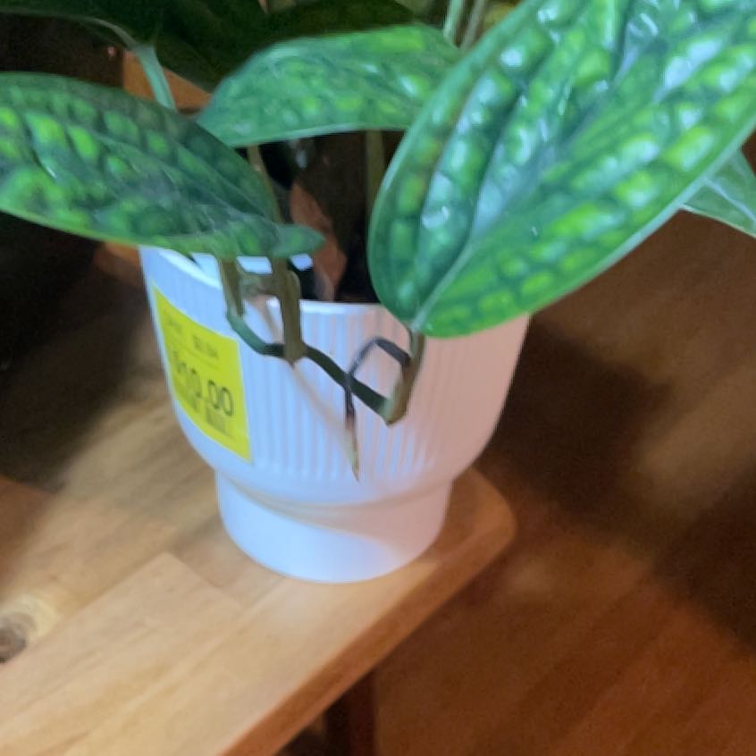 Photo of the plant species Alexa by @DashingOtanthus named da Vinci on Greg, the plant care app