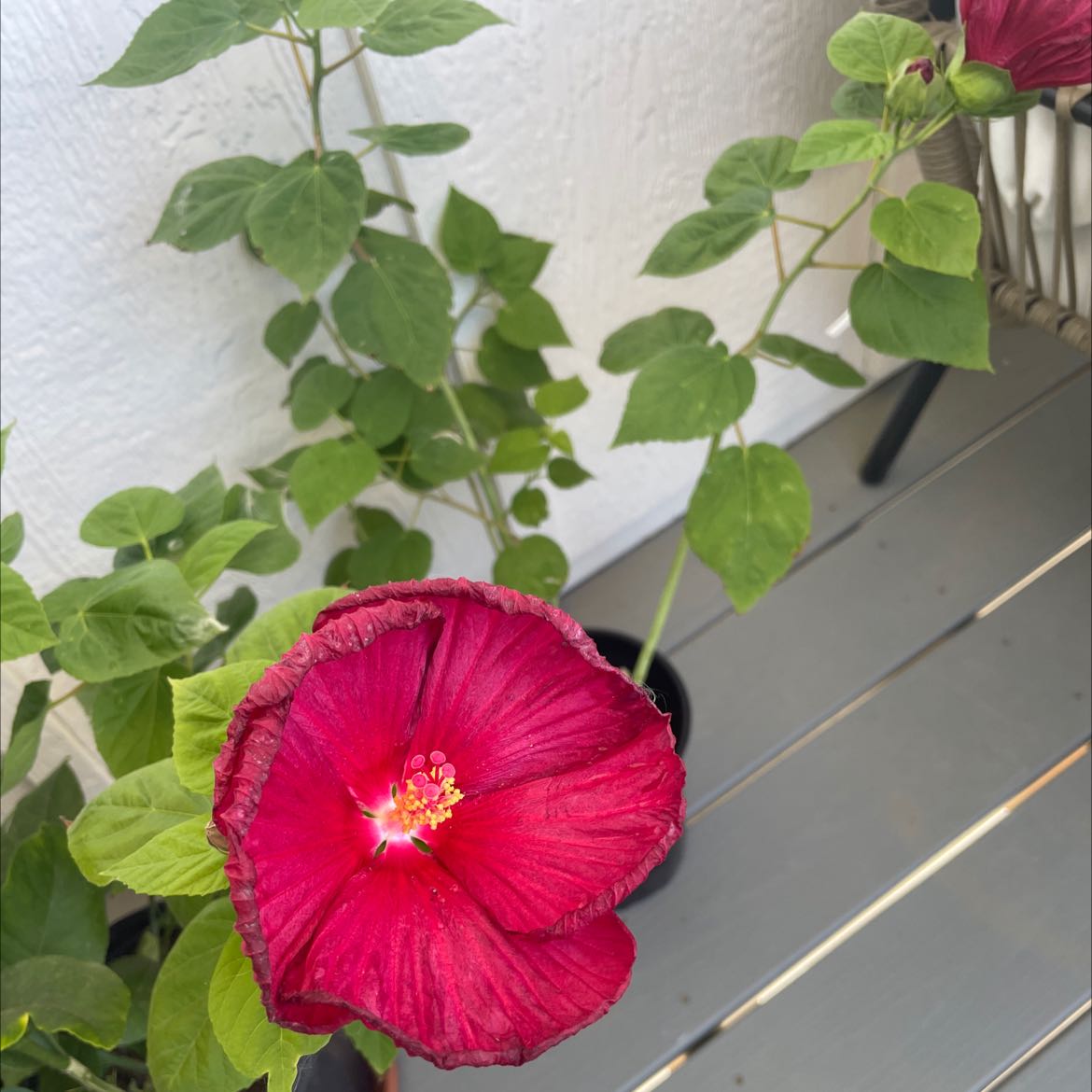 Crimsoneyed Rosemallow with a prominent red flower and green leaves.