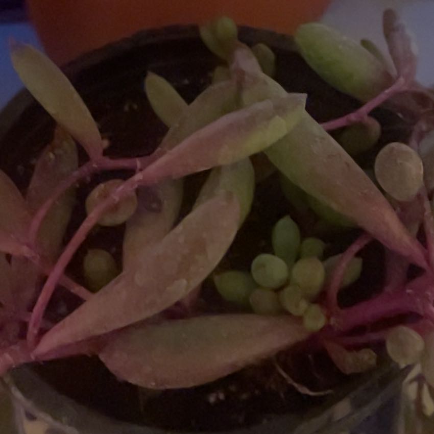 Photo of the plant species String of Beads 'Purple Flush' by @StatelyKeylime named Daphne on Greg, the plant care app