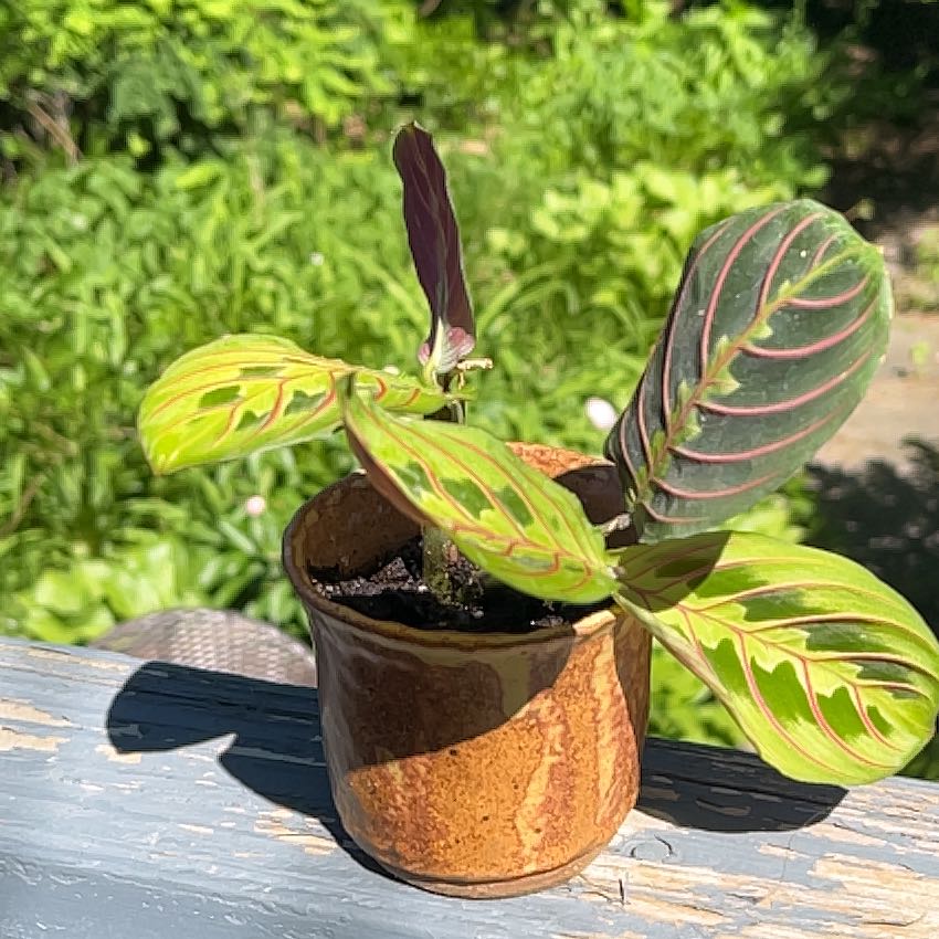 Photo of the plant species Prayer Plant by @Ricebean named Mary on Greg, the plant care app