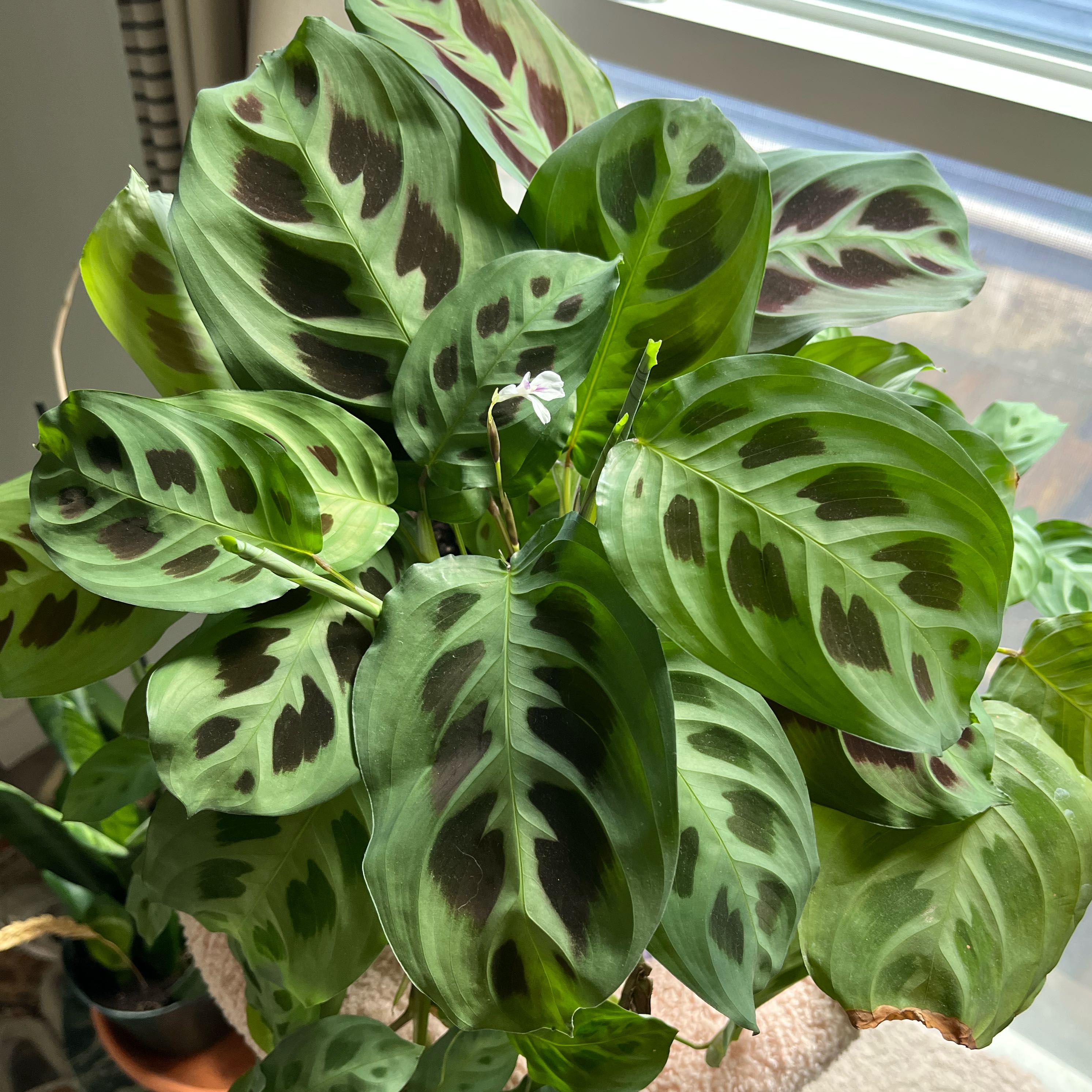 Photo of the plant species Prayer Plant 'Kim' by @Ricebean named Pippi on Greg, the plant care app