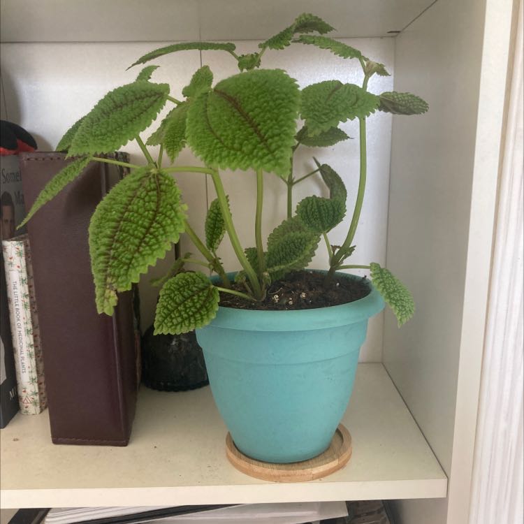 Pilea 'Moon Valley' plant in a blue pot on a shelf, appearing healthy with vibrant green leaves.