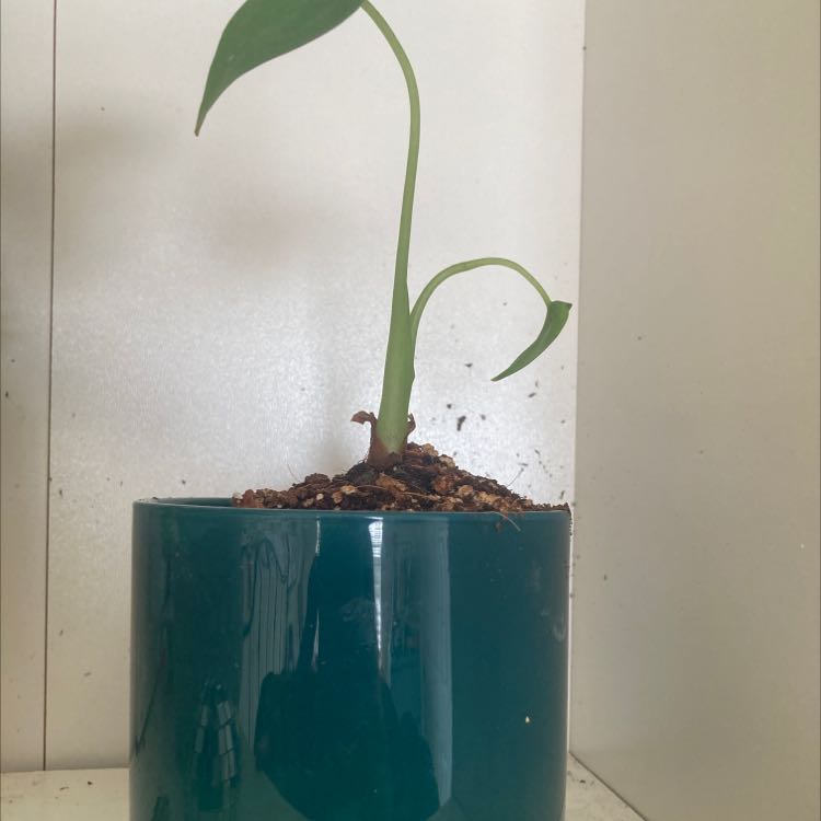 A young Tiny Dancer plant in a teal pot with visible soil.