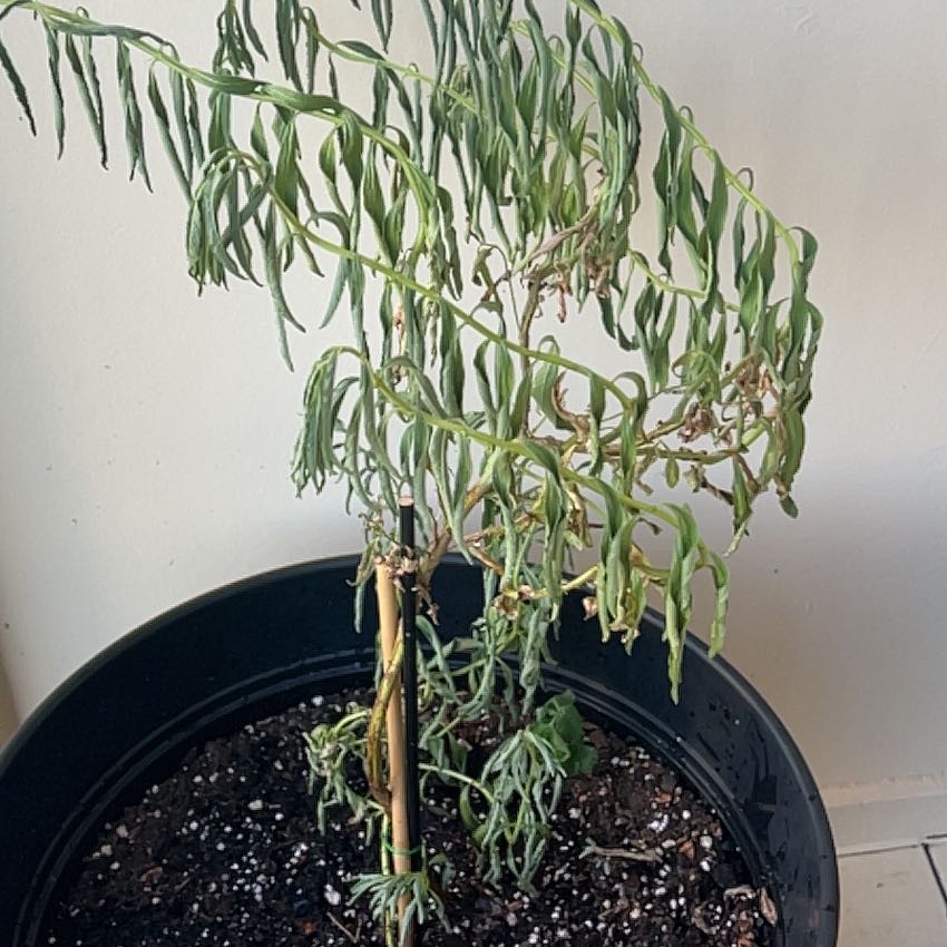 Photo of the plant species Blue Sage by @karlybug named Foxxy on Greg, the plant care app