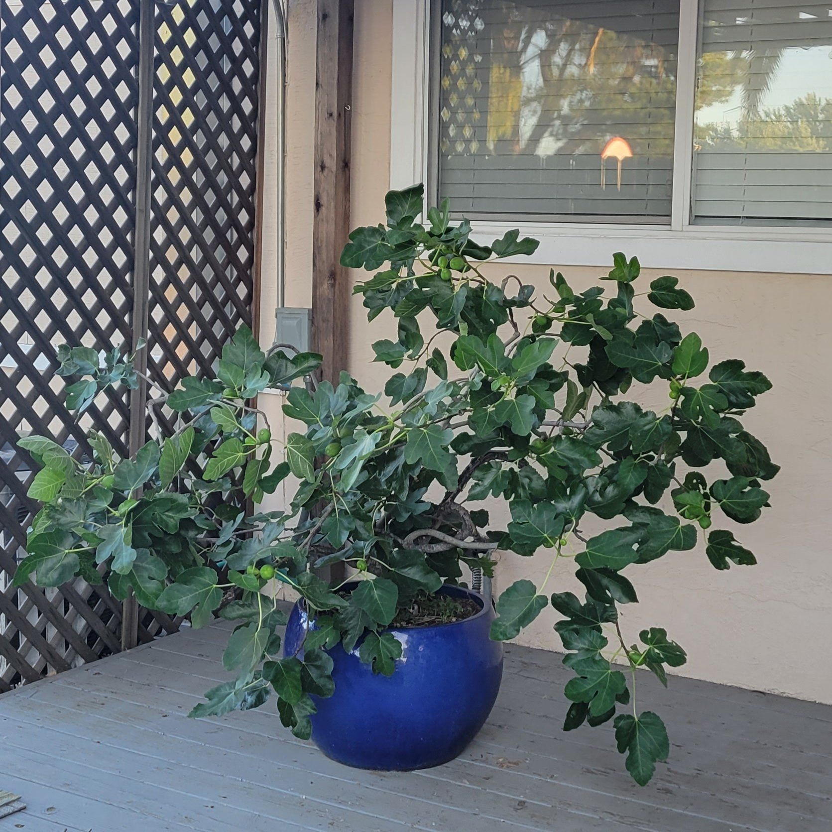 Photo of the plant species mission fig tree by @FairPlanera named Bill on Greg, the plant care app