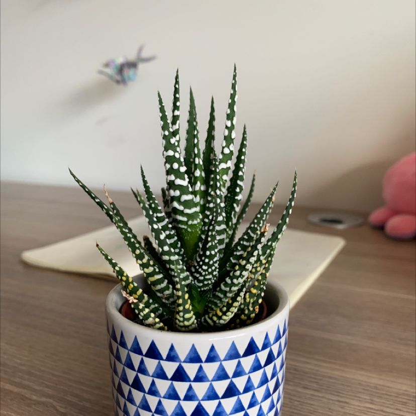 Photo of the plant species Zebra Plant by @FascinatingBlue named Blue pot succulet on Greg, the plant care app