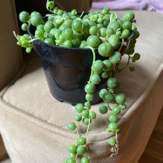 String of Pearls plant in Englewood, Colorado