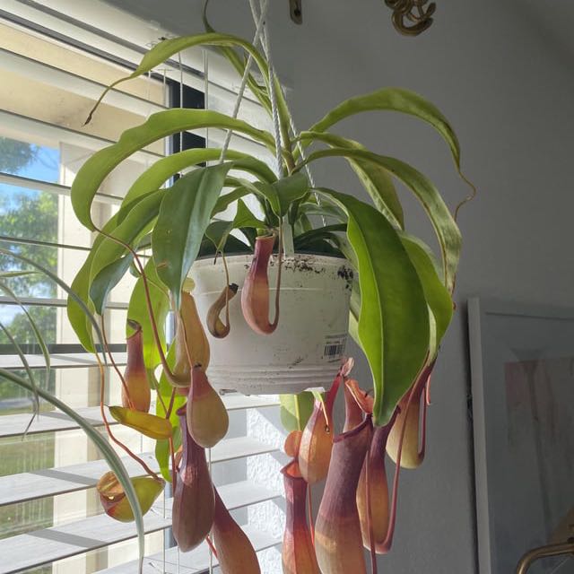 Plant care for Gaya weberbaueri on Greg, the plant care app