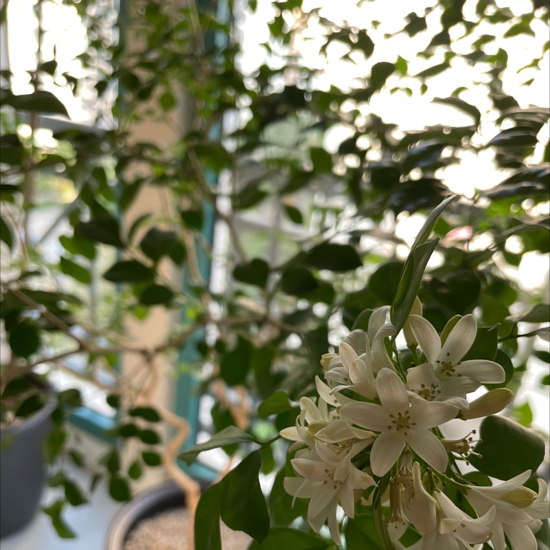 Mock Orange plant with white flowers in a pot, appears healthy.