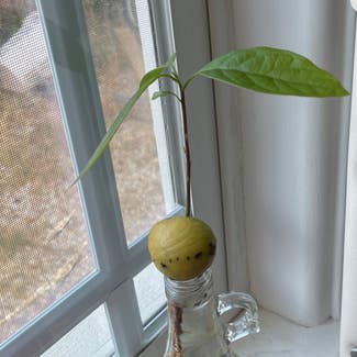 Avocado plant in Somewhere on Earth