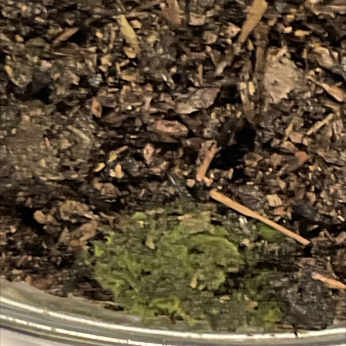 Photo of the plant species Montane Dicranum Moss by @OliviaJH23 named Mossan on Greg, the plant care app