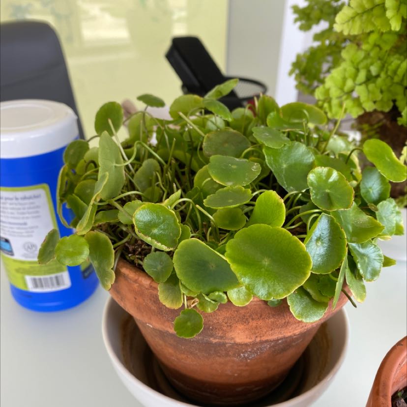 Manyflower Marshpennywort plant in a terracotta pot with healthy green leaves.