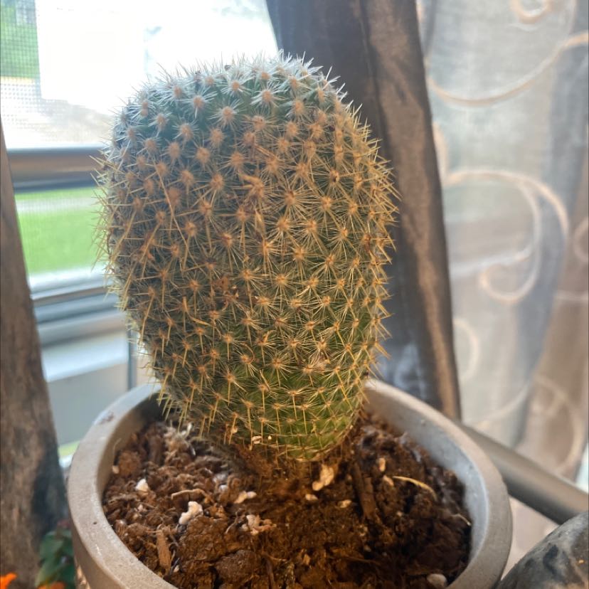 Coryphantha erecta cactus in a pot with visible soil, well-framed and in focus.