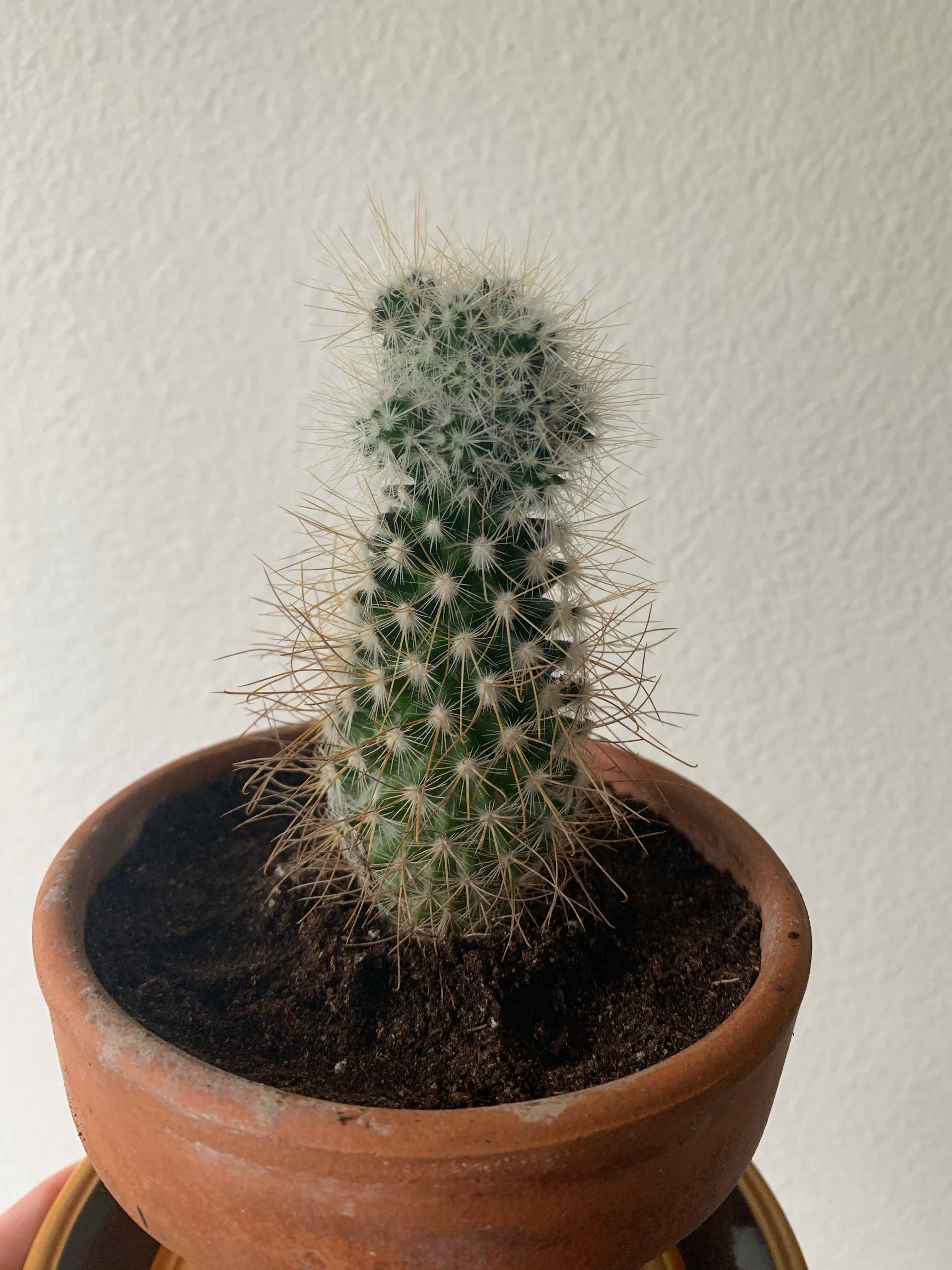 Potted Mammillaria Haageana cactus with healthy green color and spines.