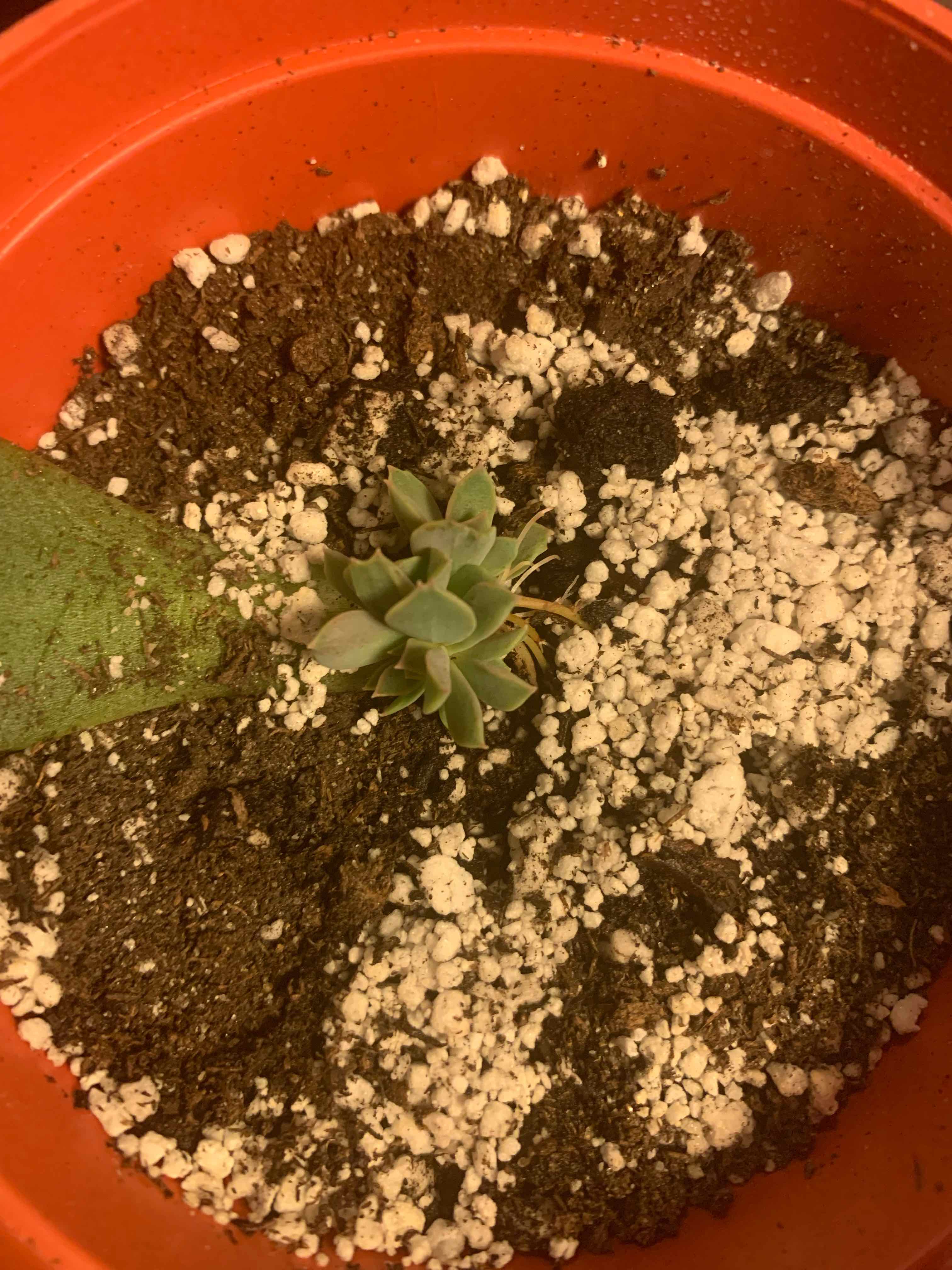 Graptosedum 'Ghosty' succulent in a pot with visible soil and perlite.