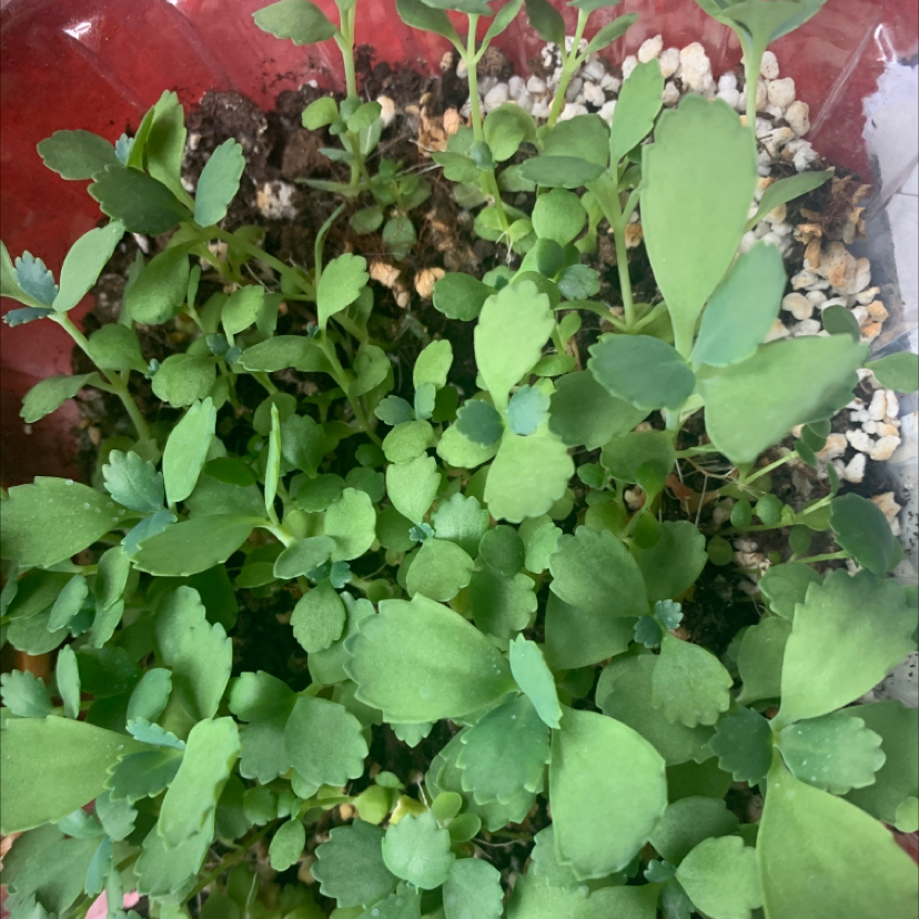 Mother of Thousands plant photo by @Kristalee named Your plant on Greg, the plant care app.