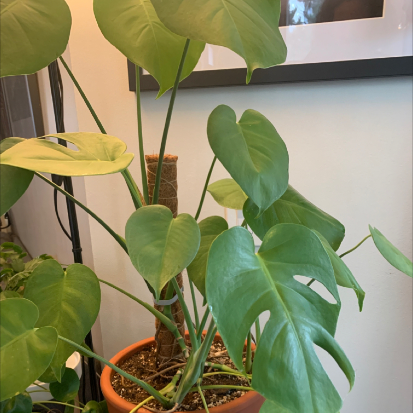 Monstera plant photo by @Kristalee named Jasper on Greg, the plant care app.